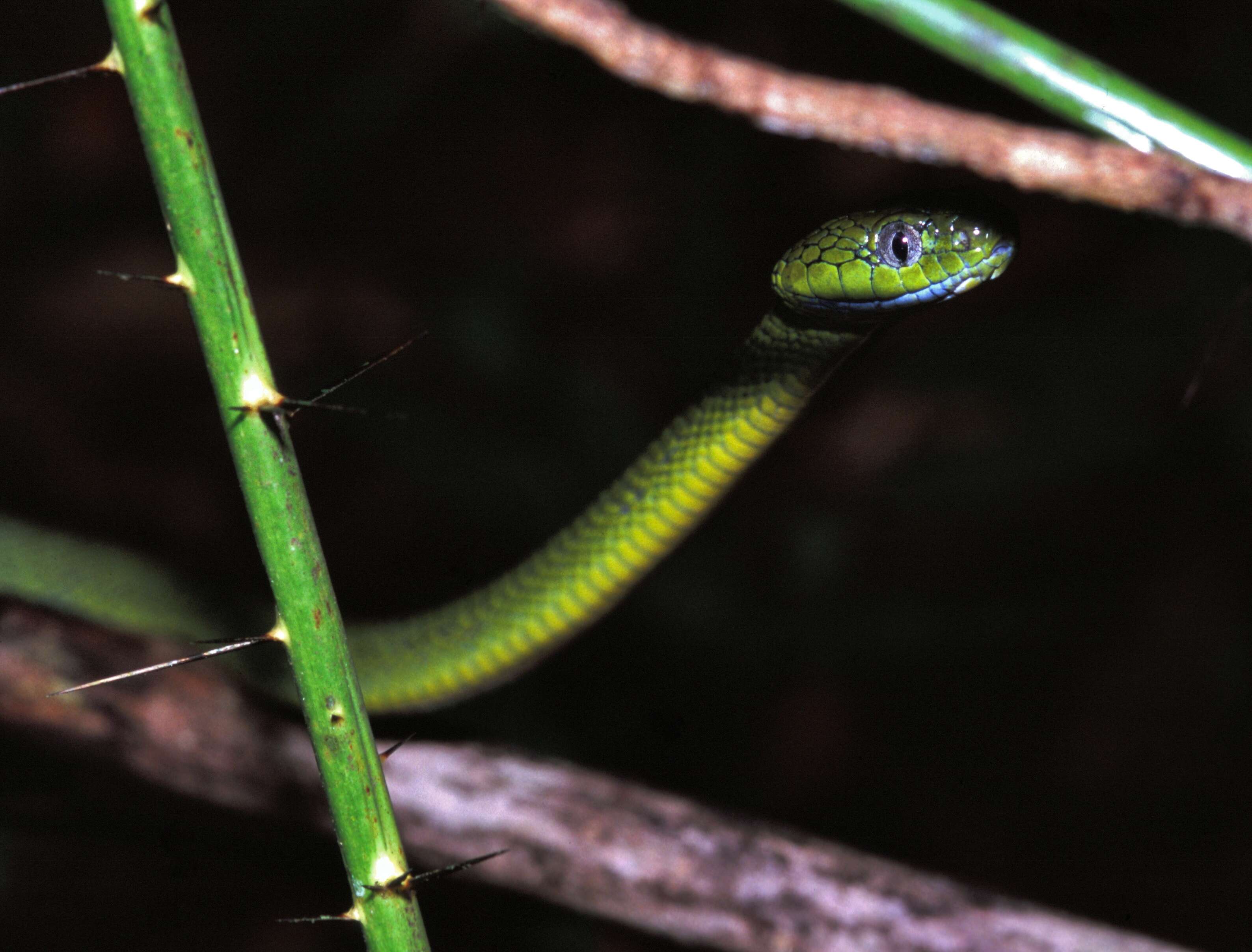 Image of Green Cat Snake