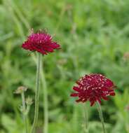 Image of Widow flowers