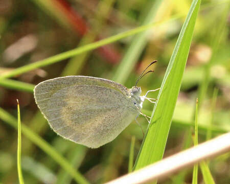 Image of Eurema