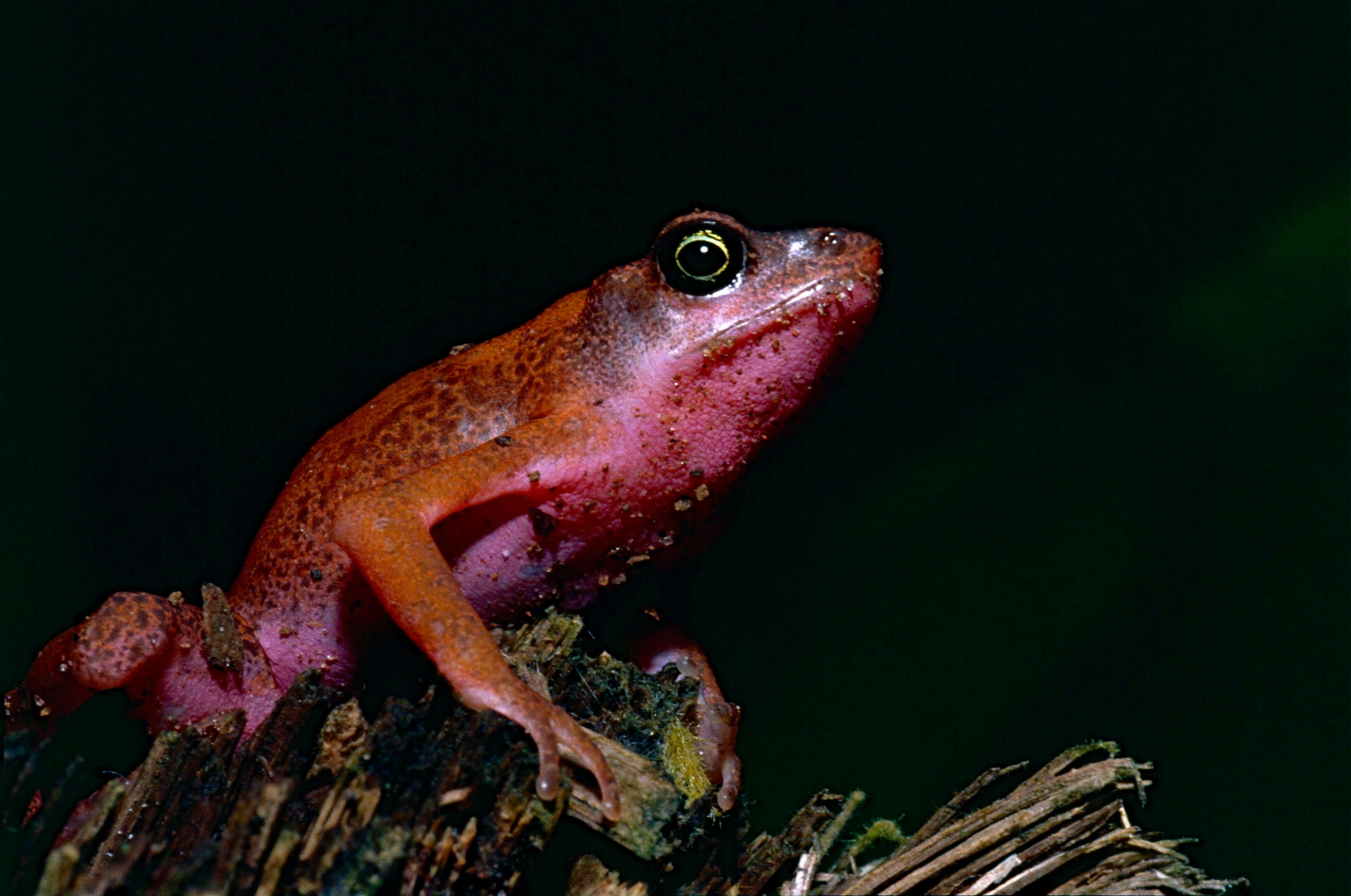 Image of harlequin frogs