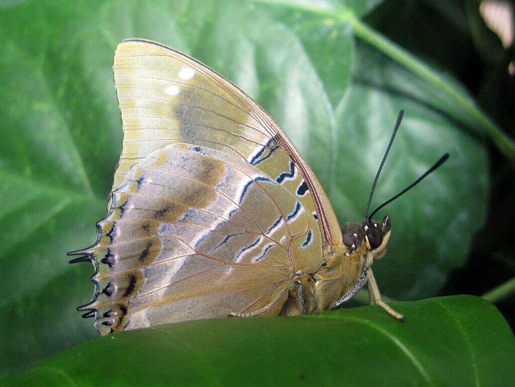 Imagem de Charaxes