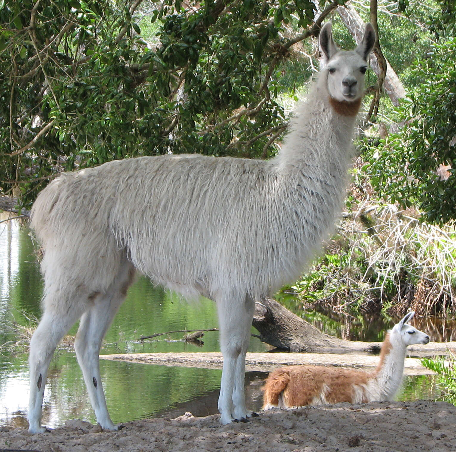 Image of Lama G. Cuvier 1800