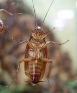 Image of american cockroach, ship cockroach