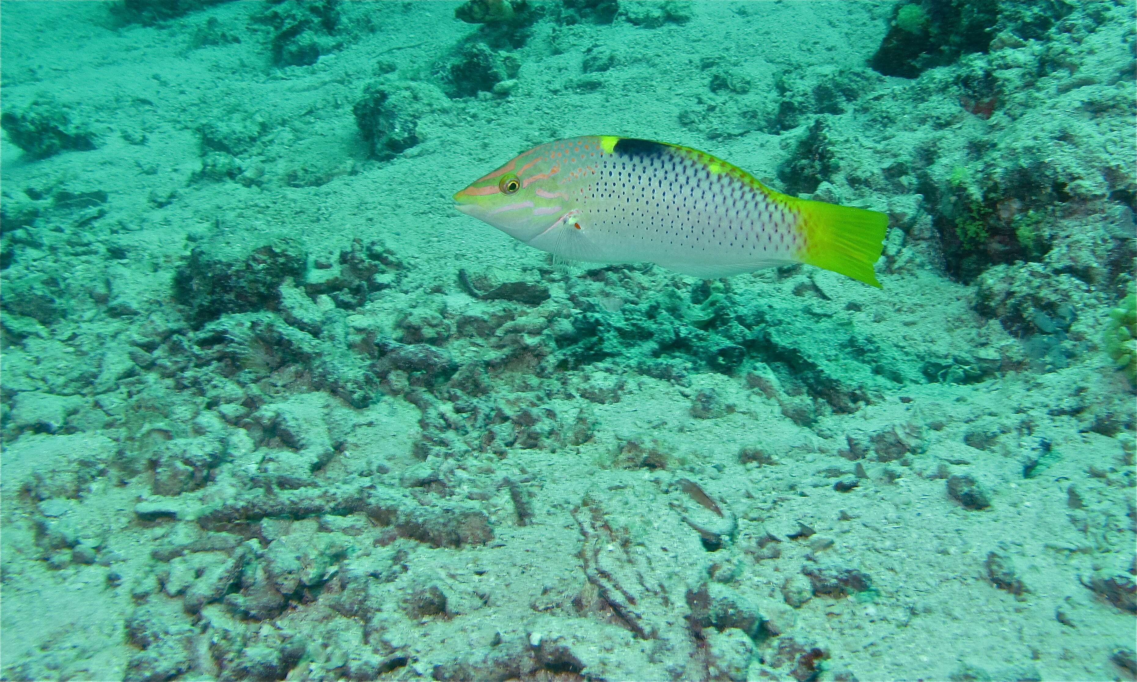 Image of Checkerboard wrasse