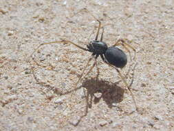 Image of spitting spiders