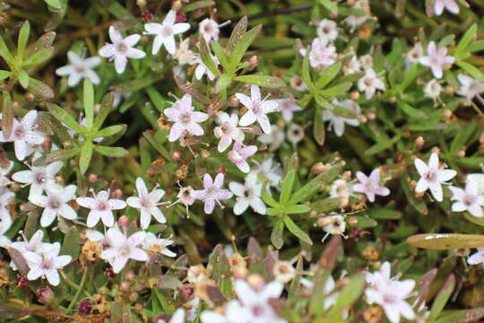 Image de Myoporum parvifolium R. Br.