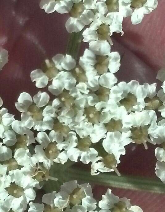 Image of hemlockparsley