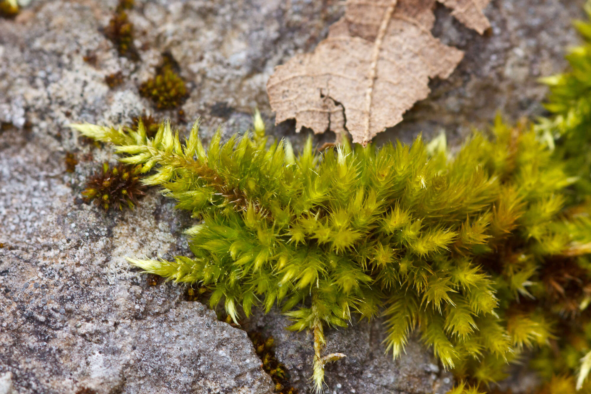 Image of silken homalothecium moss