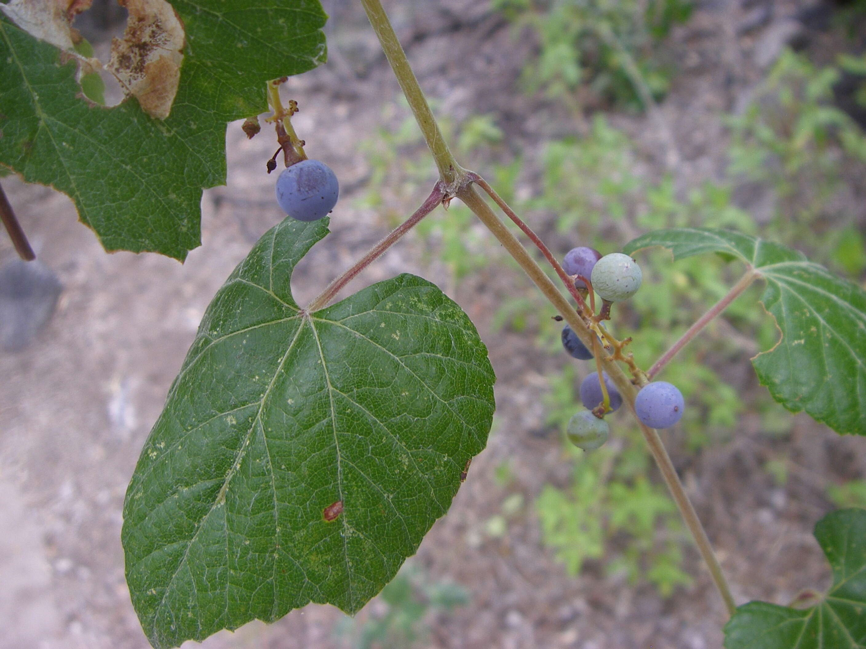 Image of grape