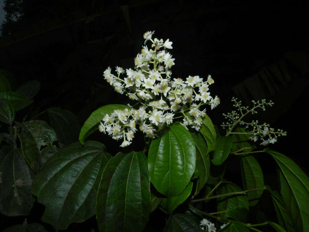 Image of Pleuranthodendron