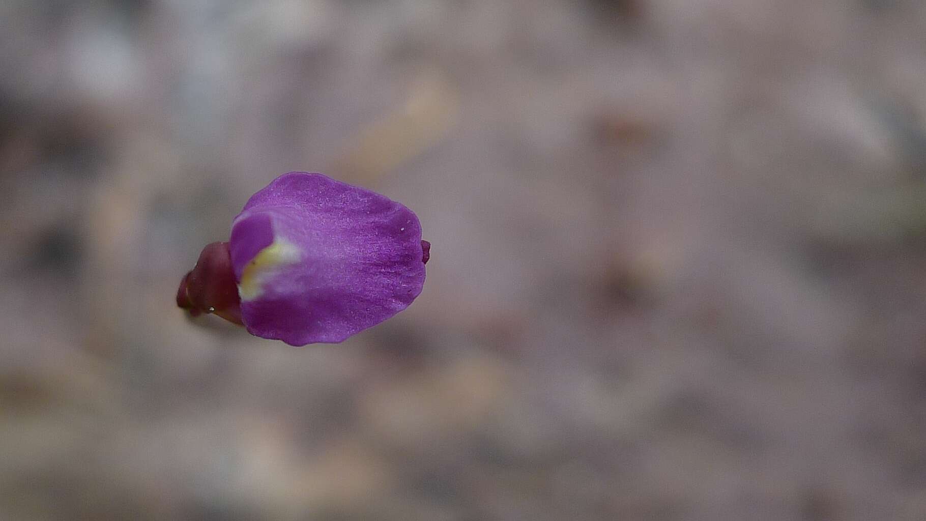 Image of Utricularia lateriflora R. Br.