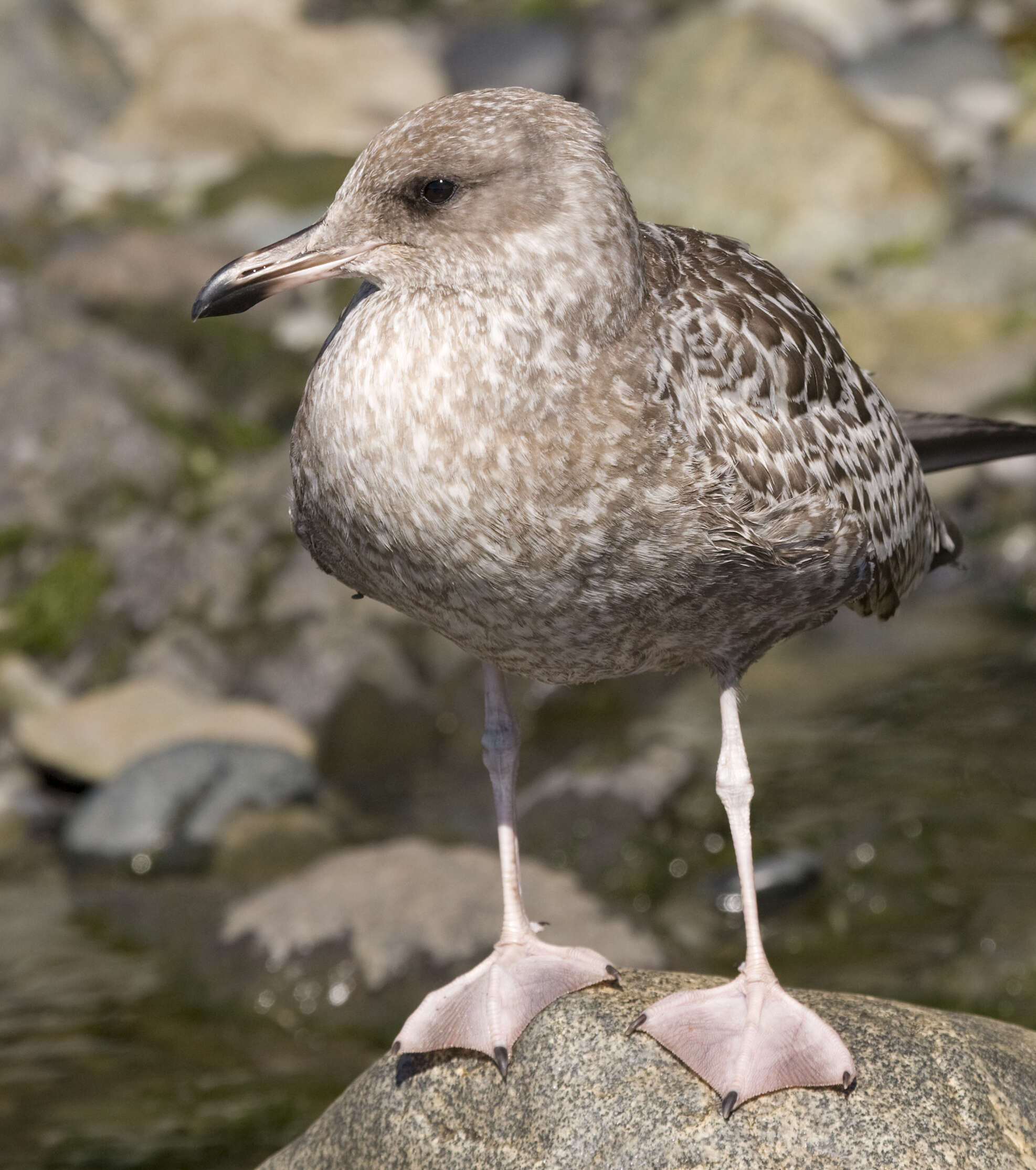 Larus californicus Lawrence 1854 resmi