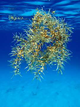 Слика од Sargassum natans