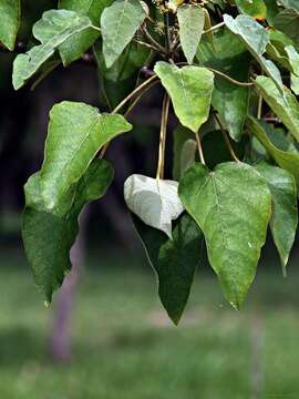 Imagem de Croton urucurana Baill.