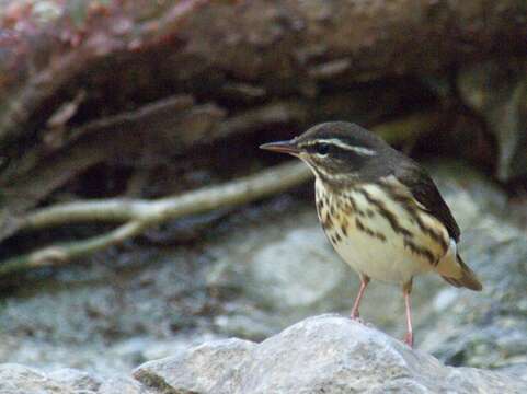 Image of waterthrush