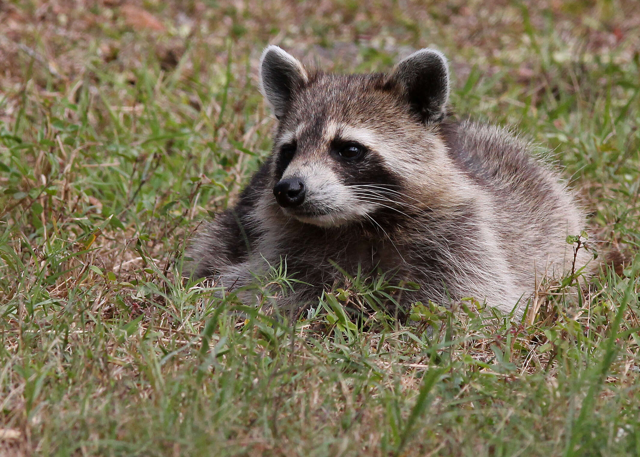 Image of Raccoons