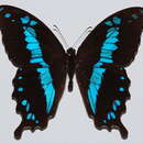 Image of Papilio oribazus Boisduval 1836