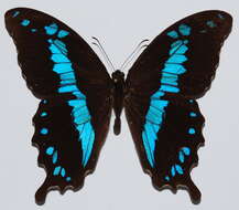 Image of Papilio oribazus Boisduval 1836