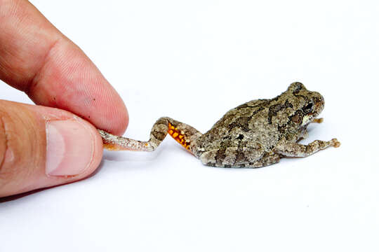 Image of Cope's Gray Treefrog