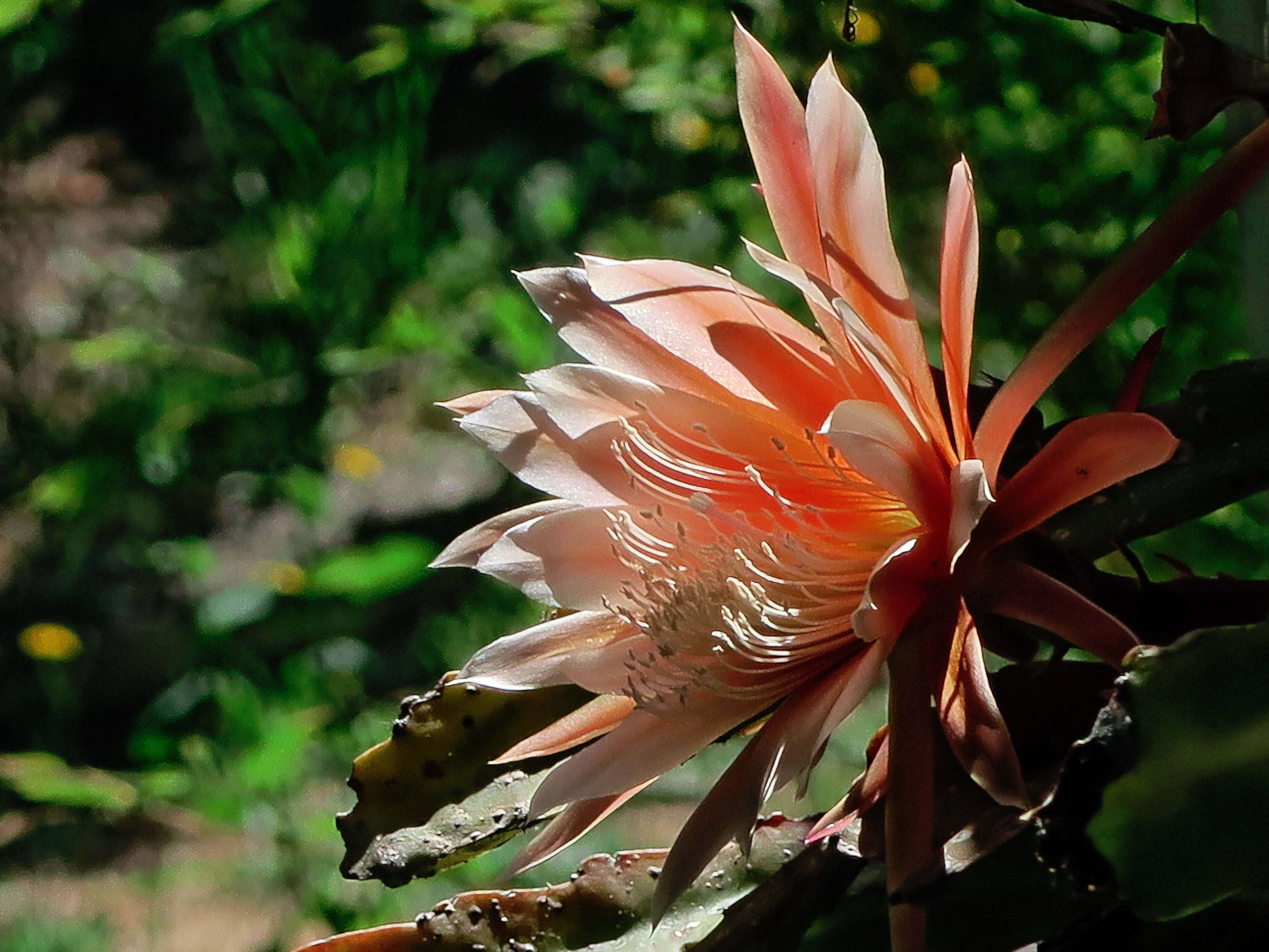 Image of climbing cactus