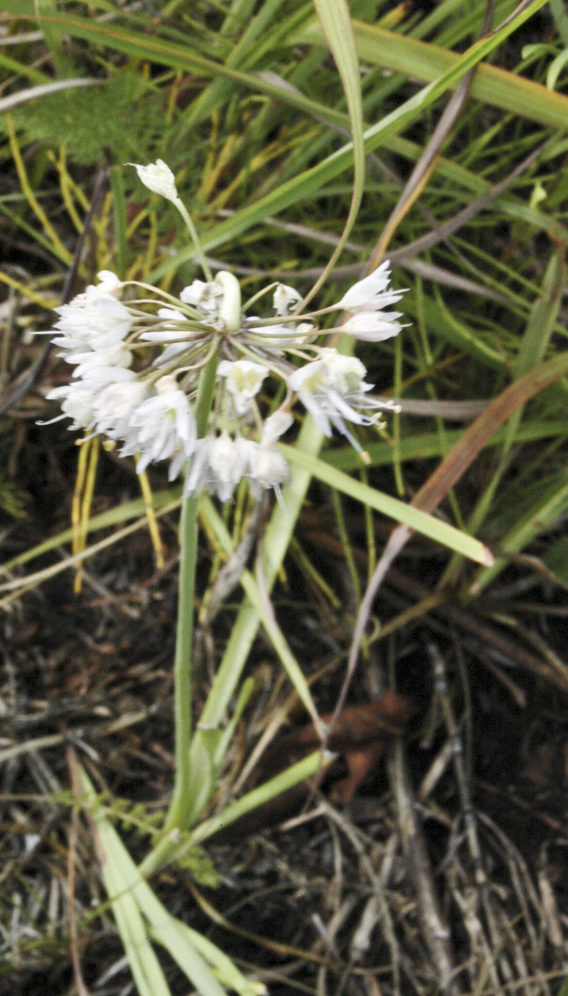 Image of Lady's leek