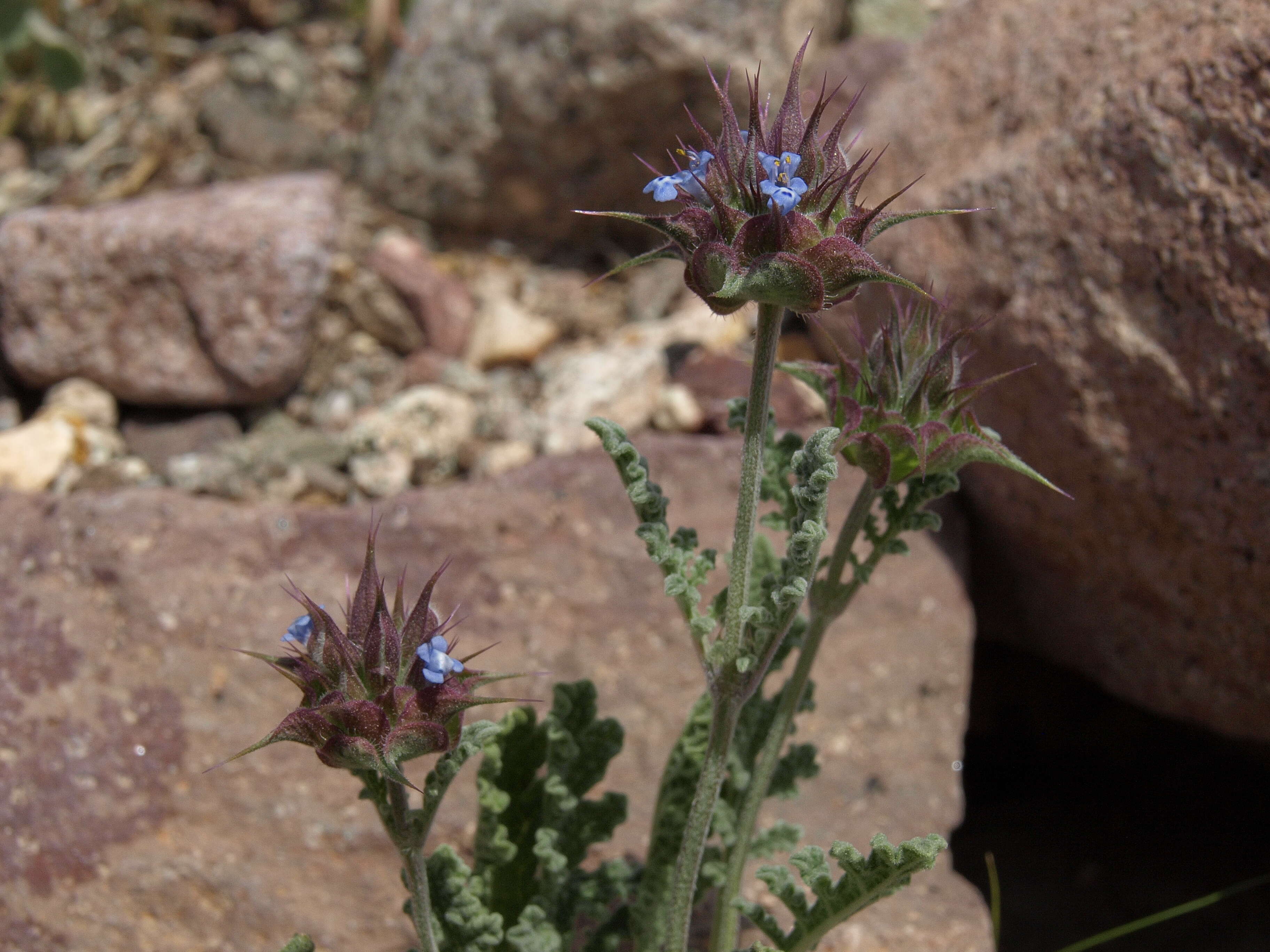 Imagem de Salvia columbariae Benth.