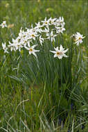 Narcissus poeticus subsp. radiiflorus (Salisb.) Baker的圖片