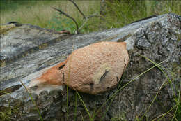 Image of Dog vomit slime mold