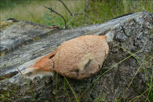 Image of Dog vomit slime mold