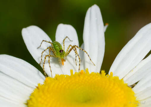 Image of Peucetia