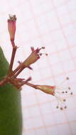 Image of Nyctagynaceae