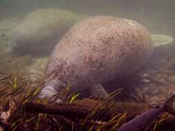 Image of manatees