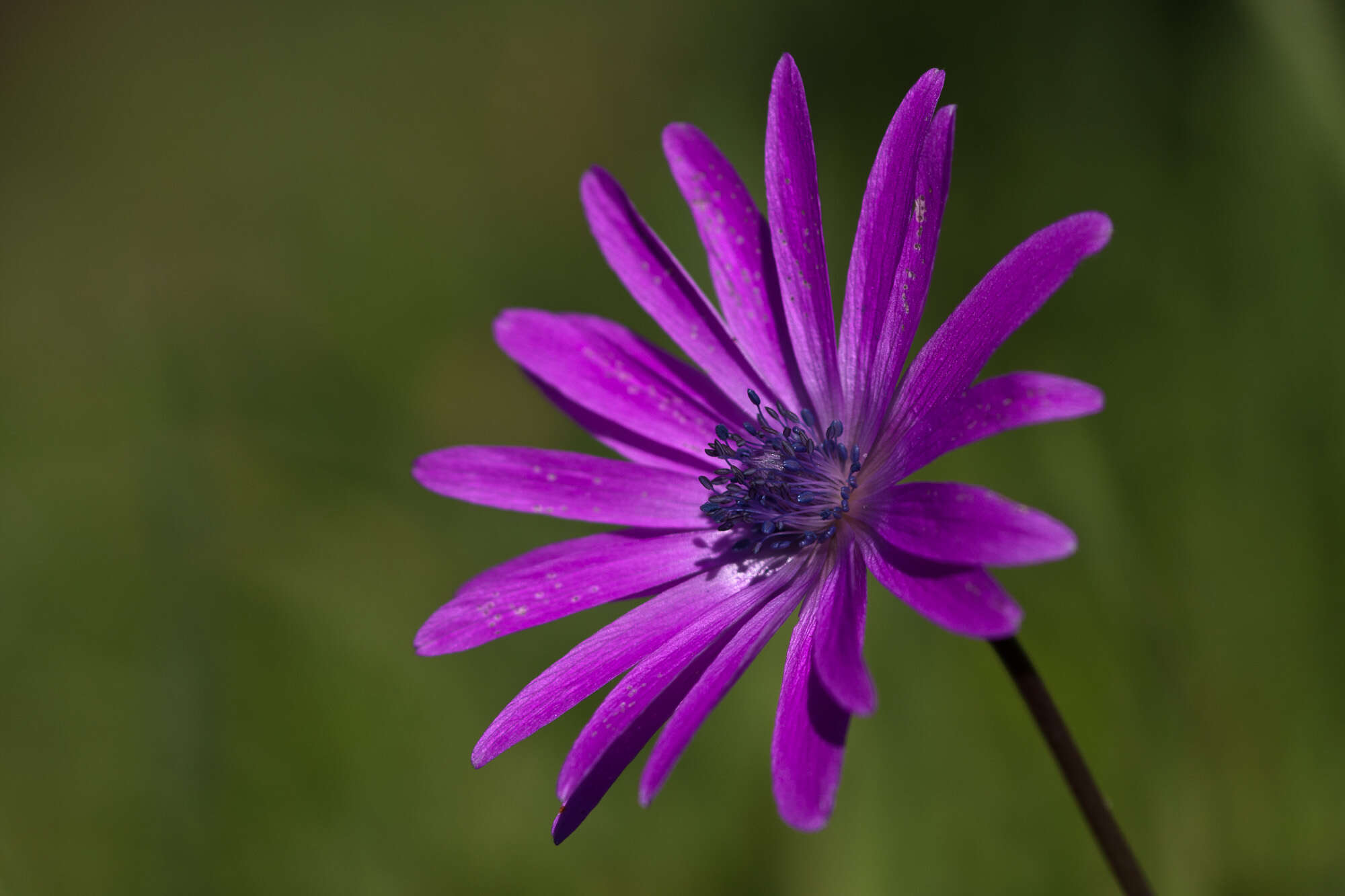 Image of broad-leaved anemone