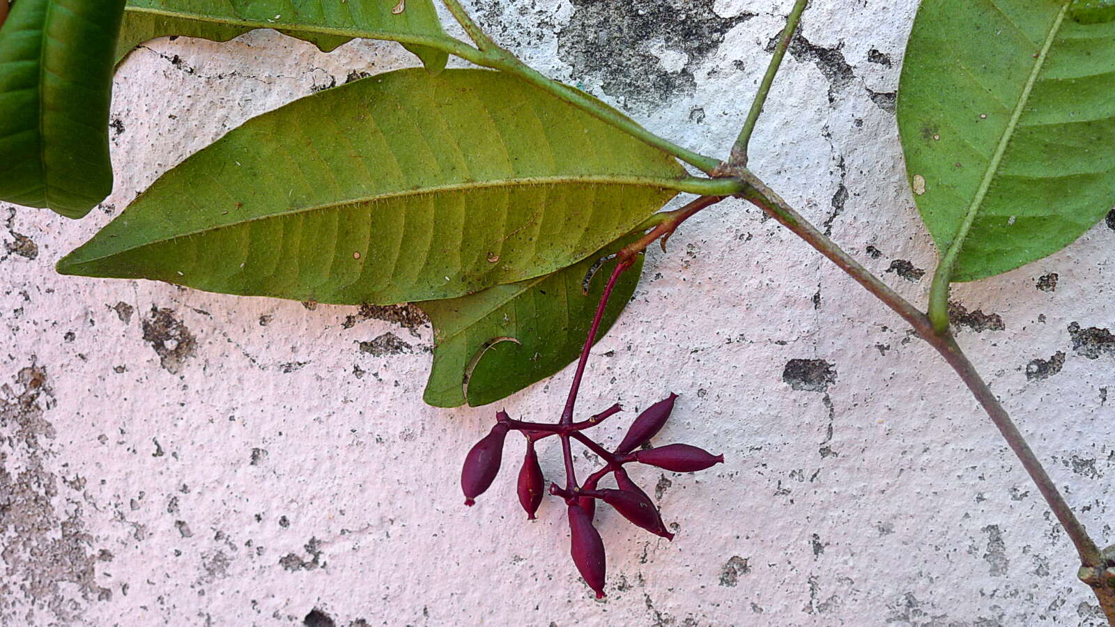 Image of Nyctagynaceae