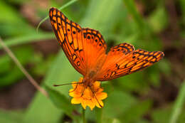 Image of Mexican Fritillary