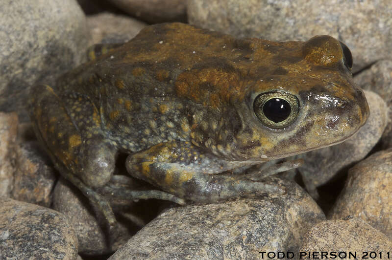 Image of Sclerophrys Tschudi 1838