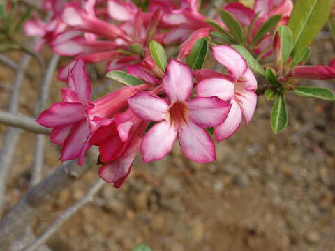 Imagem de Adenium obesum (Forsk.) Roem. & Schult.