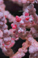 Image of Bargibant's Seahorse