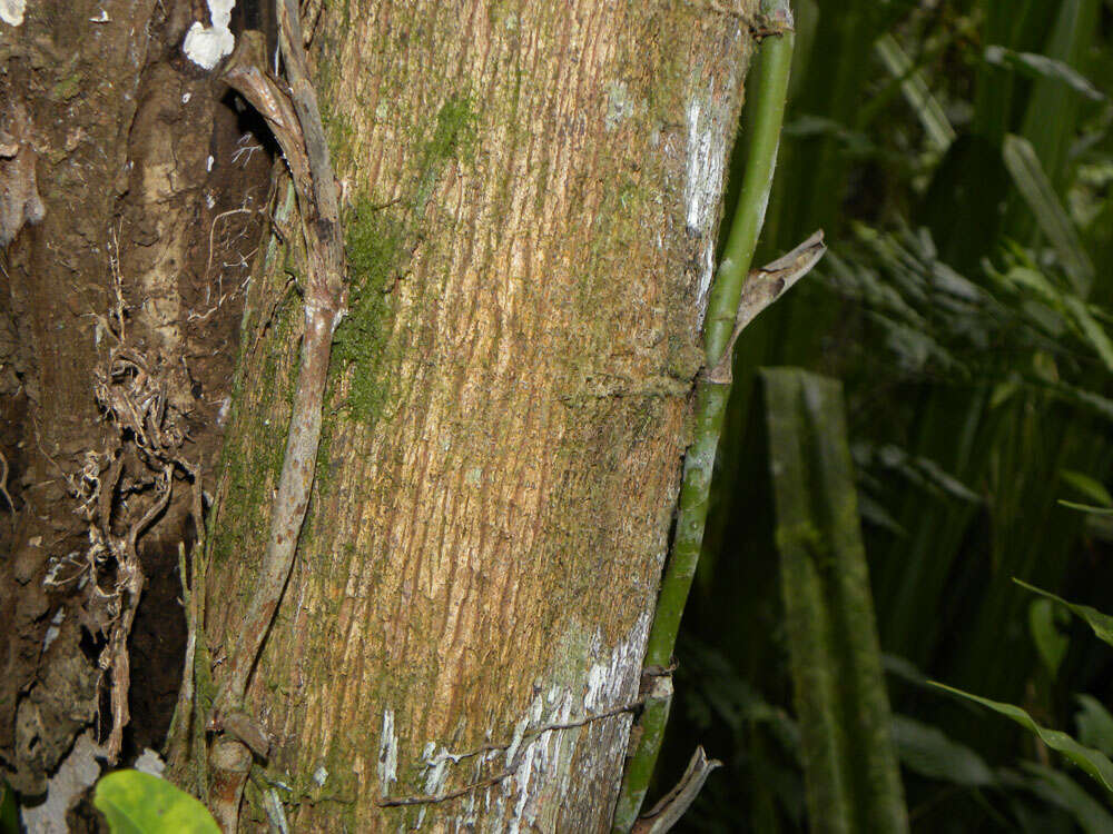 Image of Miconia elata (Sw.) DC.