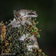 Image of Lithobates Fitzinger 1843