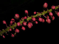 Image of Sarcopera sessiliflora (Triana & Planch.) H. G. Bedell