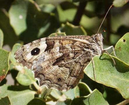 Image of Pseudotergumia