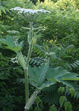 Image of Mantegazzi's Cow-Parsnip