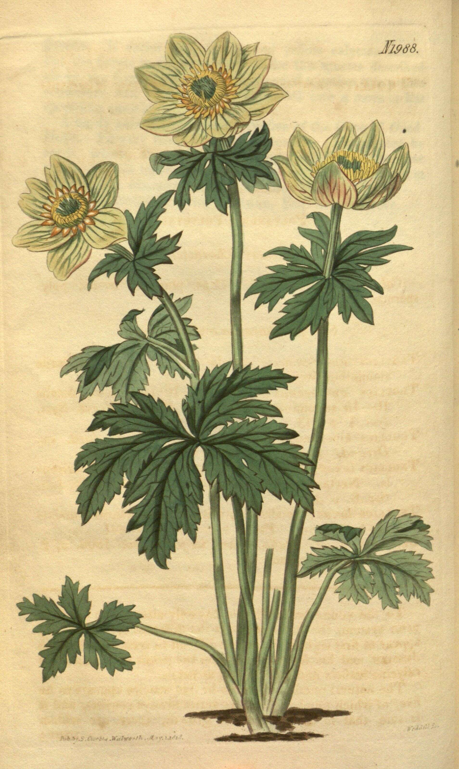 Image of American globeflower
