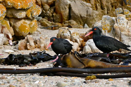 Image of African Black Oystercatcher