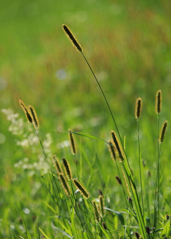 Image of Bristlegrass