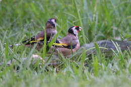 Imagem de Carduelis carduelis parva Tschusi 1901