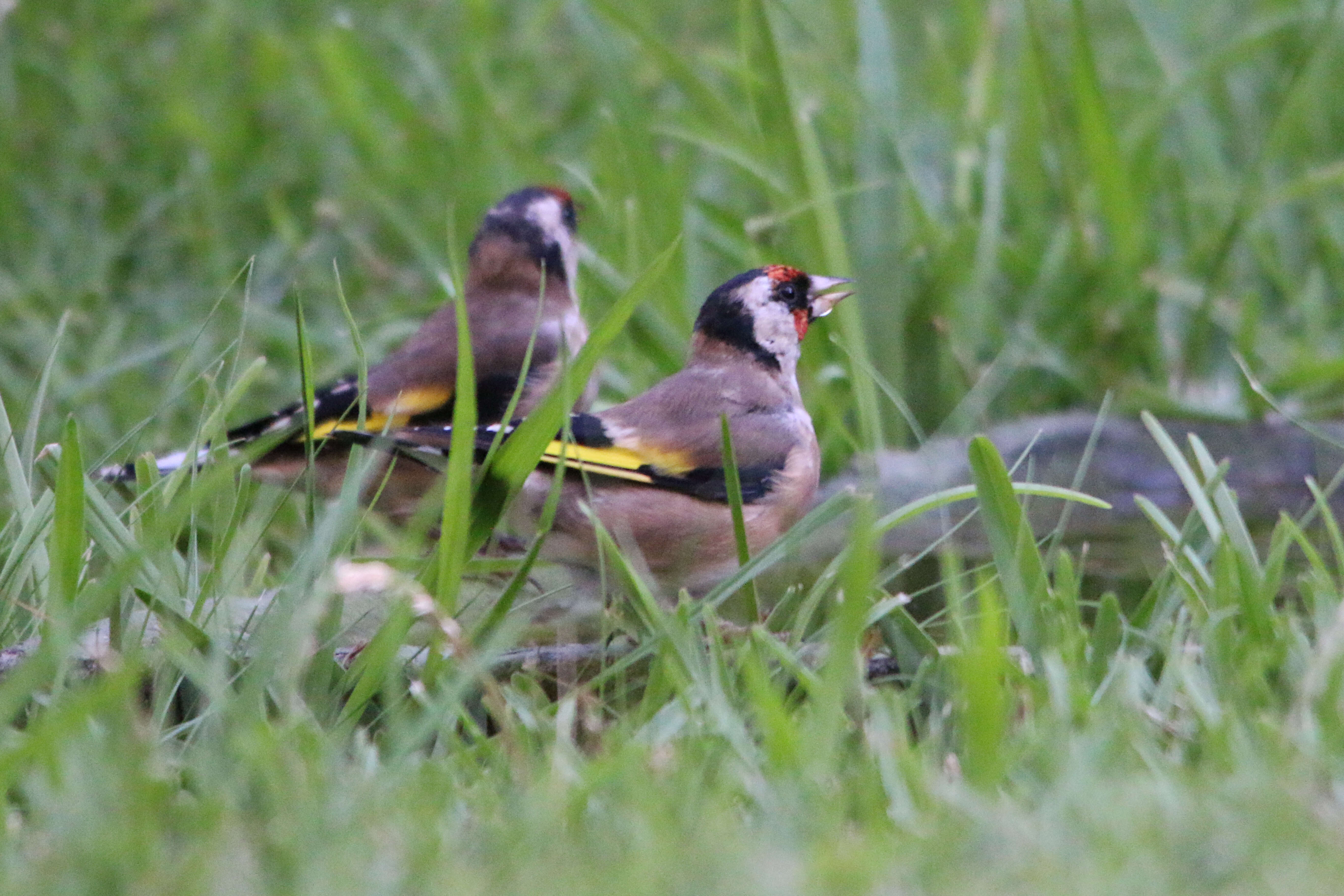 Image of Carduelis carduelis parva Tschusi 1901