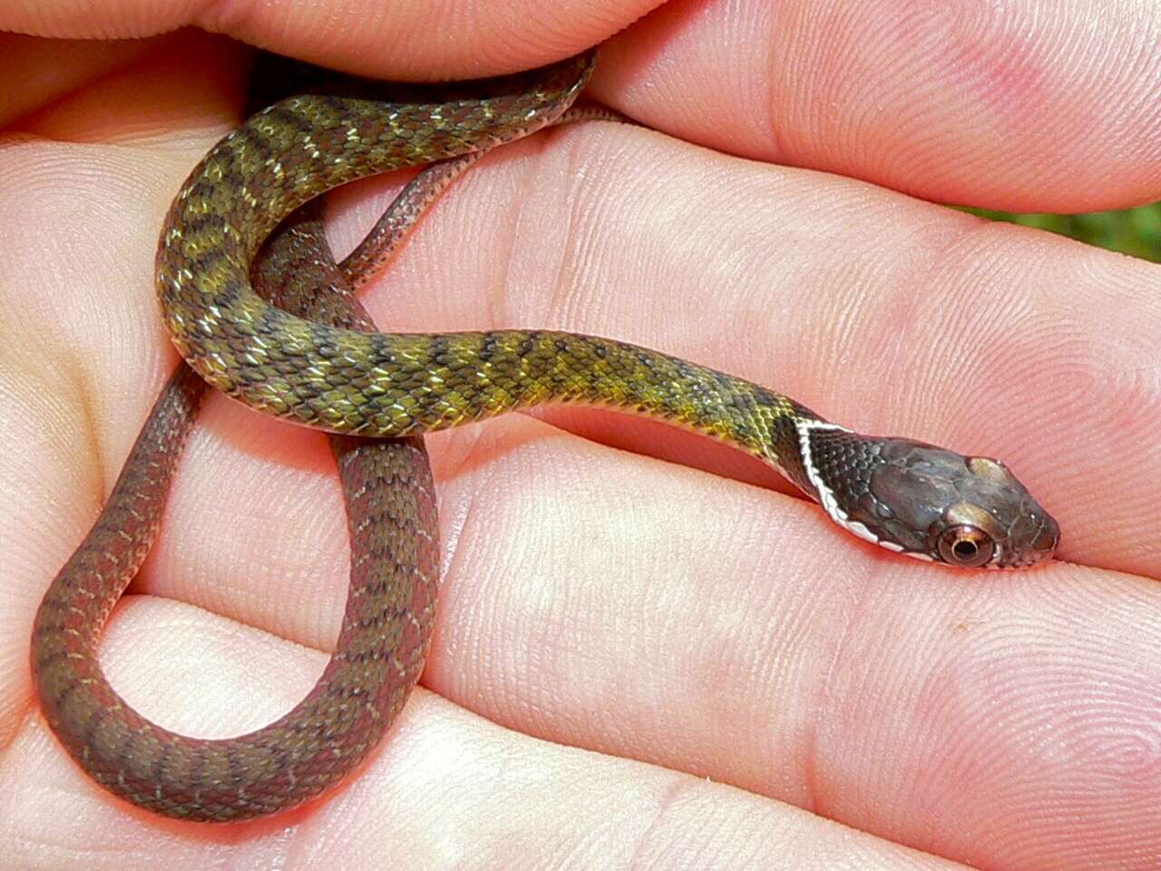 Image of Southern Water Snake