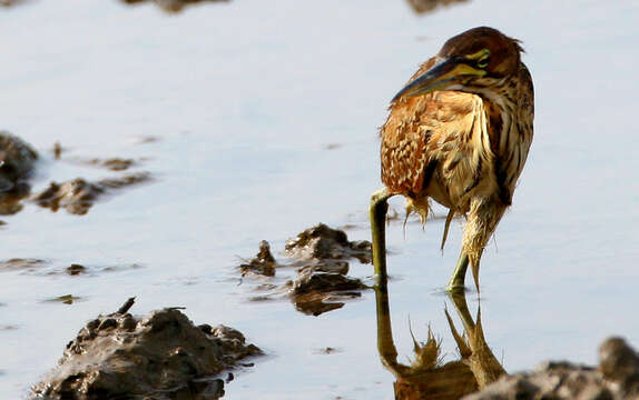 Image of Cinnamon Bittern